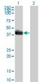 HLF Transcription Factor, PAR BZIP Family Member antibody, H00003131-M01, Novus Biologicals, Western Blot image 