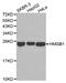 High Mobility Group Box 1 antibody, abx123430, Abbexa, Western Blot image 
