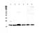 Inducible T Cell Costimulator antibody, PA5-79432, Invitrogen Antibodies, Western Blot image 