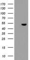 Tryptophan 2,3-Dioxygenase antibody, NBP2-45995, Novus Biologicals, Western Blot image 