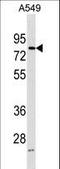 FERM Domain Containing 3 antibody, LS-C203728, Lifespan Biosciences, Western Blot image 