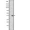 Olfactory receptor OR1-67 antibody, PA5-67895, Invitrogen Antibodies, Western Blot image 