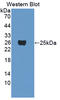 Gamma-crystallin F antibody, LS-C374700, Lifespan Biosciences, Western Blot image 