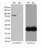 Thimet Oligopeptidase 1 antibody, M08010, Boster Biological Technology, Western Blot image 