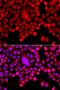 Cytosolic Iron-Sulfur Assembly Component 2B antibody, orb373777, Biorbyt, Immunofluorescence image 