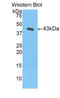 Placental Growth Factor antibody, LS-C298298, Lifespan Biosciences, Western Blot image 