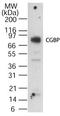 CXXC Finger Protein 1 antibody, PA1-41197, Invitrogen Antibodies, Western Blot image 