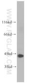 ADP Ribosylation Factor Interacting Protein 1 antibody, 17726-1-AP, Proteintech Group, Western Blot image 