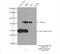 LIM Domains Containing 1 antibody, 28106-1-AP, Proteintech Group, Immunoprecipitation image 