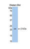 NRP antibody, LS-C295599, Lifespan Biosciences, Western Blot image 