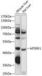 Mitochondrial transcription termination factor 1 antibody, 15-737, ProSci, Western Blot image 