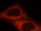 Hook Microtubule Tethering Protein 3 antibody, 15457-1-AP, Proteintech Group, Immunofluorescence image 
