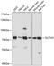 Solute Carrier Family 7 Member 2 antibody, 15-611, ProSci, Western Blot image 