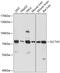 CTR2 antibody, 15-611, ProSci, Western Blot image 