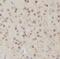 Neuronal PAS Domain Protein 1 antibody, FNab05809, FineTest, Immunohistochemistry paraffin image 