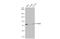 Mitochondrial Antiviral Signaling Protein antibody, GTX132522, GeneTex, Western Blot image 