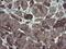 Diphthamide Biosynthesis 2 antibody, MA5-25995, Invitrogen Antibodies, Immunohistochemistry frozen image 