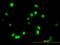Apoptosis Antagonizing Transcription Factor antibody, orb375621, Biorbyt, Immunocytochemistry image 