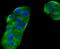 Ephrin B2 antibody, NBP2-66821, Novus Biologicals, Immunofluorescence image 