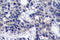 Eukaryotic Translation Initiation Factor 2 Alpha Kinase 2 antibody, LS-C177696, Lifespan Biosciences, Immunohistochemistry frozen image 