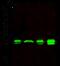 Glutathione S-Transferase Kappa 1 antibody, GTX02285, GeneTex, Western Blot image 