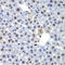 CCAAT Enhancer Binding Protein Gamma antibody, 22-831, ProSci, Immunohistochemistry frozen image 