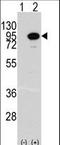Aconitase 2 antibody, LS-C100181, Lifespan Biosciences, Western Blot image 
