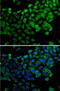 Synaptotagmin Binding Cytoplasmic RNA Interacting Protein antibody, 22-792, ProSci, Immunofluorescence image 
