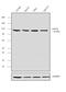 Cell Division Cycle 5 Like antibody, 702831, Invitrogen Antibodies, Western Blot image 