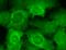 Calcium Voltage-Gated Channel Auxiliary Subunit Beta 2 antibody, 11524, QED Bioscience, Immunocytochemistry image 