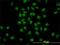 GATA Binding Protein 2 antibody, H00002624-M05, Novus Biologicals, Immunofluorescence image 