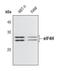 Eukaryotic Translation Initiation Factor 4H antibody, PA5-17211, Invitrogen Antibodies, Western Blot image 