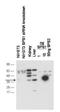 Selenophosphate Synthetase 1 antibody, GTX48860, GeneTex, Western Blot image 