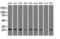 Troponin I3, Cardiac Type antibody, LS-C114351, Lifespan Biosciences, Western Blot image 