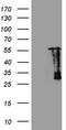SAM Domain, SH3 Domain And Nuclear Localization Signals 1 antibody, LS-C798625, Lifespan Biosciences, Western Blot image 