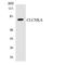 Chloride Voltage-Gated Channel Ka antibody, LS-C291809, Lifespan Biosciences, Western Blot image 