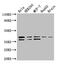 BUB3 Mitotic Checkpoint Protein antibody, CSB-PA002884LA01HU, Cusabio, Western Blot image 