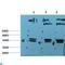 Tubulin Epsilon 1 antibody, LS-C813695, Lifespan Biosciences, Western Blot image 