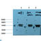 Epsilon 1 Tubulin antibody, LS-C813695, Lifespan Biosciences, Western Blot image 