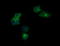 Kallikrein Related Peptidase 8 antibody, LS-C174724, Lifespan Biosciences, Immunofluorescence image 