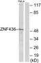 Zinc Finger Protein 436 antibody, PA5-38784, Invitrogen Antibodies, Western Blot image 