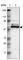 Caspase 8 antibody, HPA005688, Atlas Antibodies, Western Blot image 