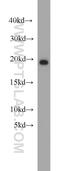 BUD31 Homolog antibody, 11798-1-AP, Proteintech Group, Western Blot image 