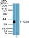 SRY-Box 2 antibody, NBP2-24390, Novus Biologicals, Western Blot image 