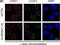 Tumor Protein P53 Binding Protein 1 antibody, NB100-304, Novus Biologicals, Immunocytochemistry image 