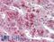 Glucagon Like Peptide 2 Receptor antibody, LS-A1316, Lifespan Biosciences, Immunohistochemistry frozen image 