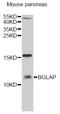 BGP antibody, 15-643, ProSci, Western Blot image 