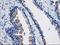 TBC1 Domain Family Member 21 antibody, LS-C173390, Lifespan Biosciences, Immunohistochemistry frozen image 