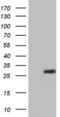 Adiponectin, C1Q And Collagen Domain Containing antibody, LS-C798190, Lifespan Biosciences, Western Blot image 