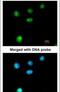 RB1 Inducible Coiled-Coil 1 antibody, PA5-28563, Invitrogen Antibodies, Immunofluorescence image 